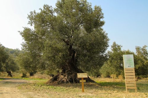 zeytin